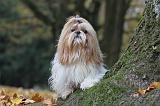 SHIH TZU 148